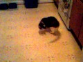 Cat Chasing Shadow