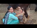Cow Milk Milking By Hand Village Life