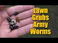 Lawn Grubs and Army Worms Take Action Now