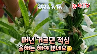 참깨농사,  참깨 적심하는 시기와 이유 [농사TV]