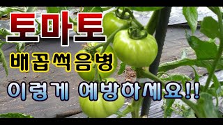 [텃밭농부.685]  토마토 배꼽섞음병 예방방법 #토마토재배 #토마토배꼽썩음병