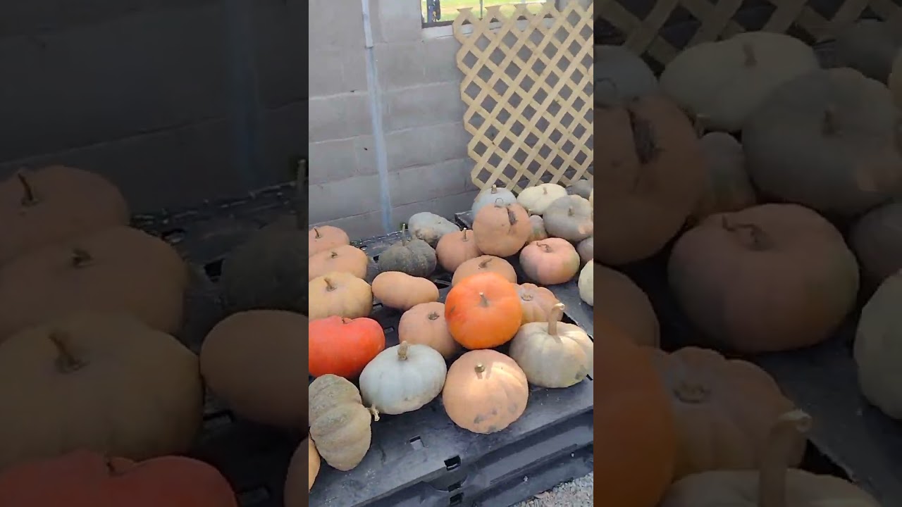 visitando Grandma's Pumpkin Patch en: 28366 300th St, Bloomfield, IA 52537