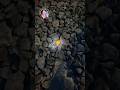 GLOWING Yooperlites In GREENLAND Geologypage Geology Sodalite Rock Minerals