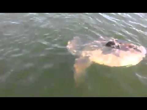 download lagu mp3 mp4 Fucking A Whale, download mp3 Fucking A Whale free download mp3, download mp3 Fucking A Whale