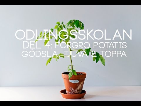 ODLINGSSKOLAN DEL 4: Förgro potatis, gödsla, tjuva & toppa