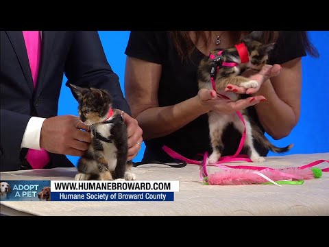 Today's Adopt A Pet: 'Cute little kittens' need forever home - YouTube