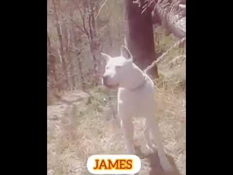 My cousin Tauseef khan,s Dog is ready for a fight .