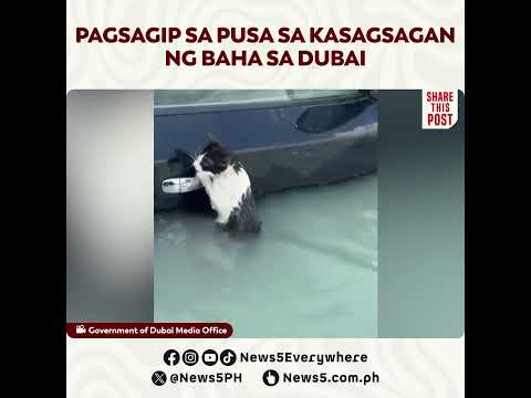 Pag-rescue sa pusang nalubog sa baha sa Dubai, UAE