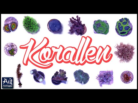 Einfache Korallen für Einsteiger Meerwasseraquarium | AquaOwner