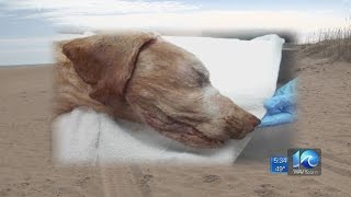 Dead dog found in shallow grave on the beach