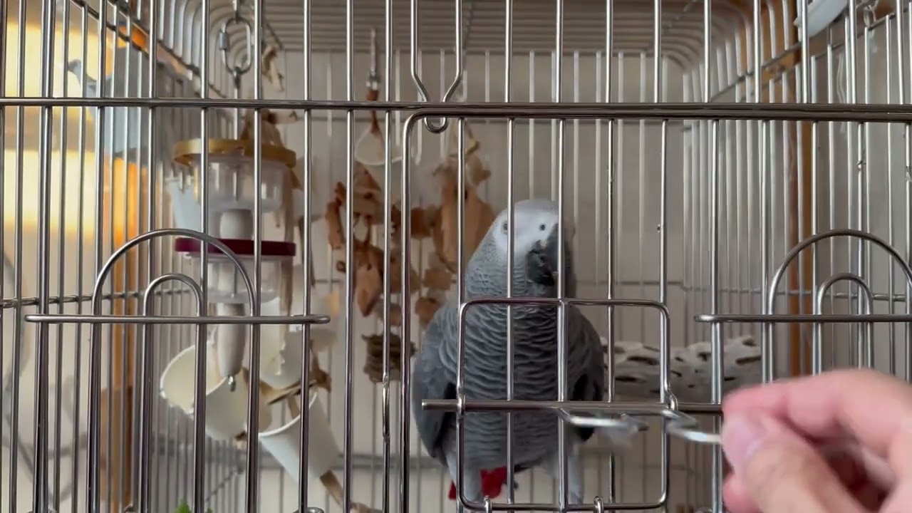 「出してくださ〜い」　今朝もこんな感じでケージから出てきました