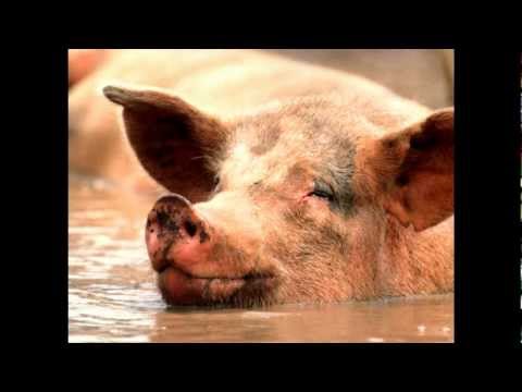 Tommy Trash vs TJR - Ode to Truffle Pig (Sheevy Mashup)