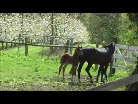 Hengstfohlen von Casaltino geb. Mai 2015