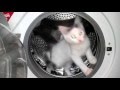 Viral Video UK Kitten Enjoys Washing Machine Cycle