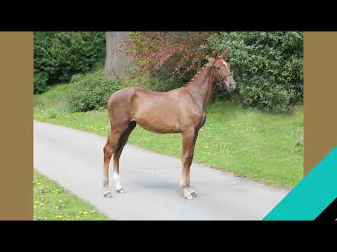 Bolesworth A-List Auction 2023 - Lot 6 : Chatoyer PG