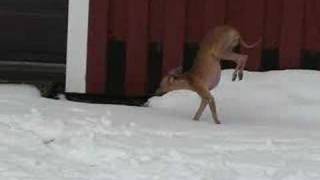 Italian Greyhound doesn't like to gets its feet cold