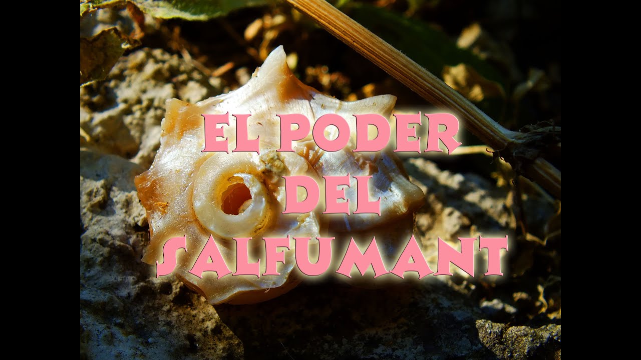 Watch El poder del salfumant Now El poder del salfumant
