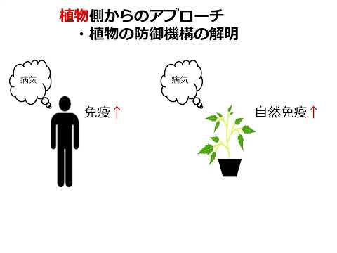 研究室「植物工学」【農芸化学コース】農林海洋科学部