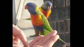 Aspiring Guitarist Guitar Player Chris Gossett Unique Medieval Song 1 "Helium"