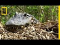 Alligator Moms Are Nature S Helicopter Parents National Geographic
