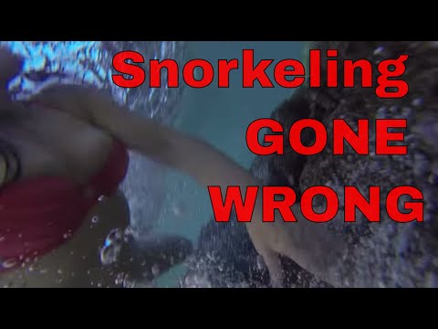 Turtle Snorkeling GONE WRONG ❌
