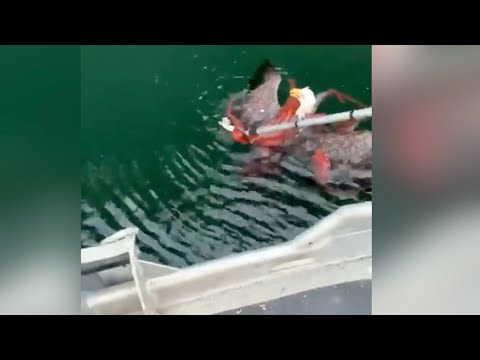 Aquila contro polpo: chi vince lo strano duello?