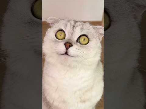Sonya…🙄 #cat #cats #funny