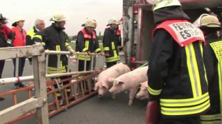 preview picture of video 'Schweinetransporter umgekippt: Bis zu 100 Tiere tot'