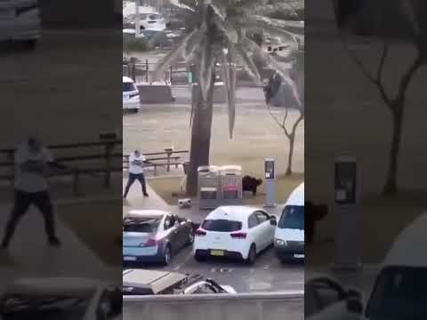 (Видео) Герой на деня: Мъж обезоръжи с голи ръце атентатор с пушка при нападението в Сидни