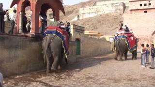 preview picture of video 'Os elefantes do Forte Amber, em Jaipur, Índia - Elephants at Amber Fort'