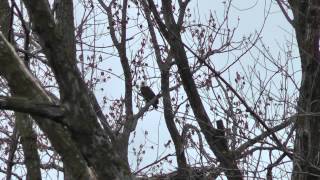 preview picture of video '20140414 Voyage aux USA Port Louisa NWR Iowa H264 1080p'