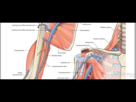 Brachial artery relations with muscles 4