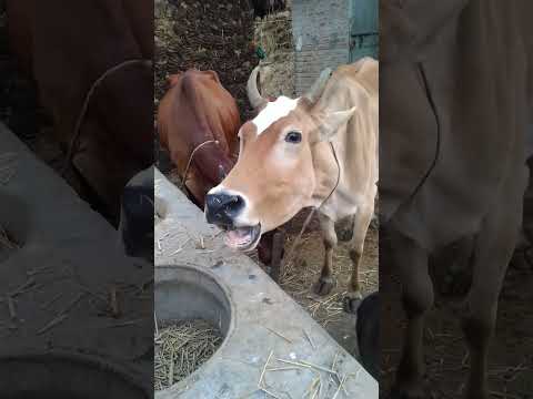 creazy sound of cow #short #shortvideo #village #animals #shortsvideo #cow #sound