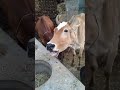 Creazy Sound Of Cow Short Shortvideo Village Animals Shortsvideo Cow Sound