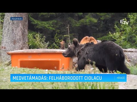 Medvetámadás: Felháborodott Ciolacu – Erdélyi Magyar Televízió