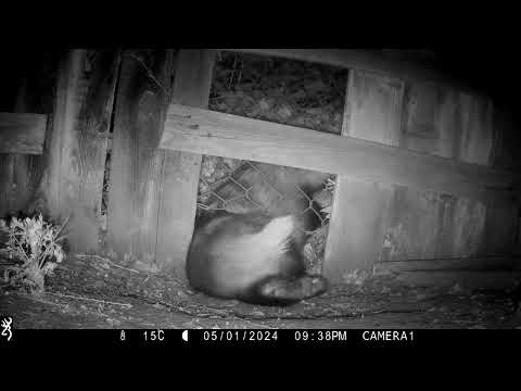 Cats, Badgers and foxes