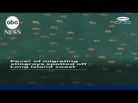 Fever of migrating stingrays spotted off Long Island coast
