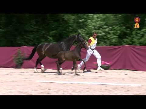 Fohlen von Diamond Deluxe x Cabaret