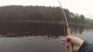 Ian Shaw landing his first of two spring run salmon on the Tyne, Bywell Beat 17/03/2015