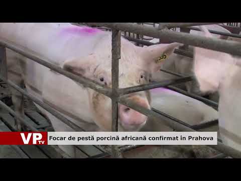 Focar de pestă porcină africană confirmat în Prahova