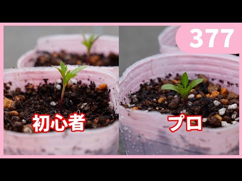 いわゆる三姉妹テクニック、トウモロコシが豆を支え、カボチャが地面を走る