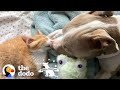 Tiny Kittens Help Heartbroken Pittie To Live Again | The Dodo Pittie Nation