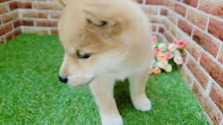 柴犬の動画01