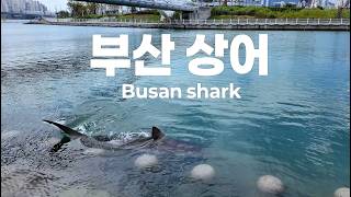 [4K 풀영상] 부산 북항에 나타난 초대형 상어와 사람들 직캠 (260919)