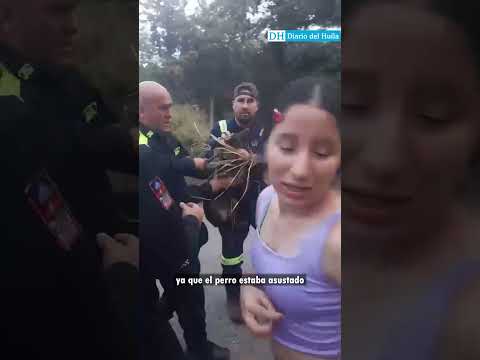 🐶 Rescatan perro que llevaba varios días atrapado en zona boscosa de Villavieja