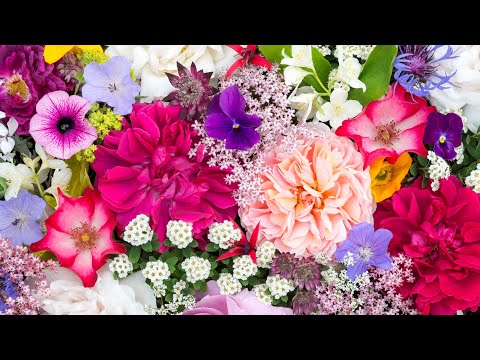 Cila duhet të jetë më e para për ne, Nëna apo Gruaja? - Dr. Imam Ahmed Kalaja