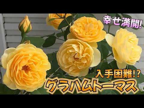 イングリッシュローズ「グラハム・トーマス」 植物
