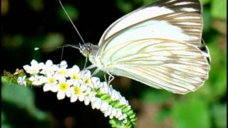 SILÊNCIO - DE FLÁVIA WENCESLAU - POR MARIA BETHÂNIA - do show ABRAÇAR E AGRADECER.