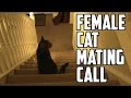Trubble - Female Cat Mating Call