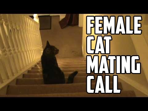 Trubble - Female Cat Mating Call